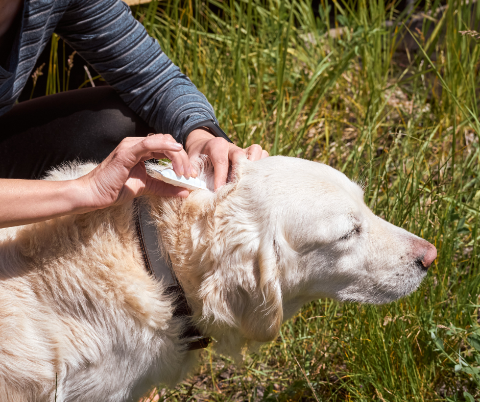 outdoors removing tick from dogs head using tick tool
