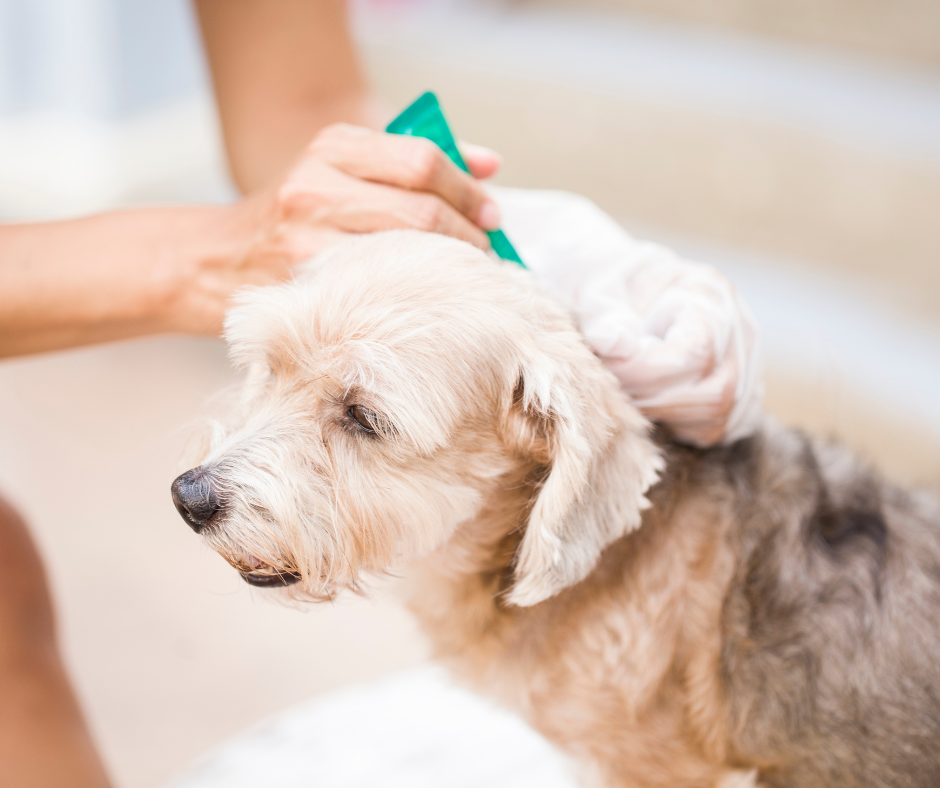 tick removal tool for dog