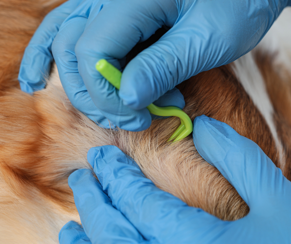 hook tick removal tool for pets and people