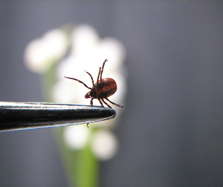 tick between tweezers