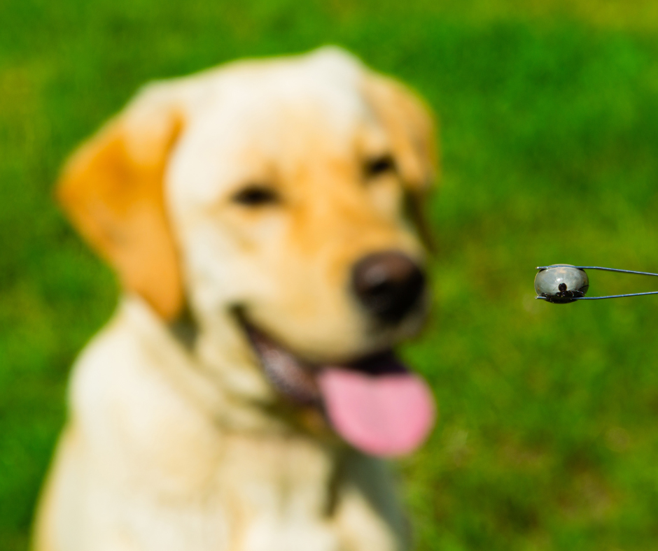 tick removed from dog with tweezers