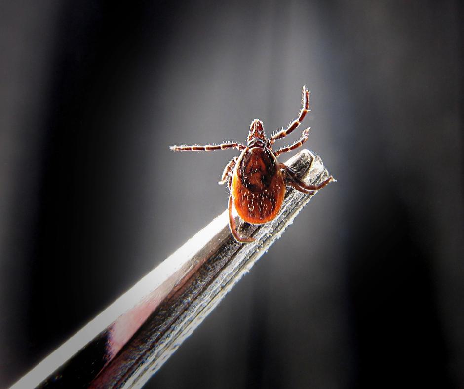 tick crawling on end of tweezers