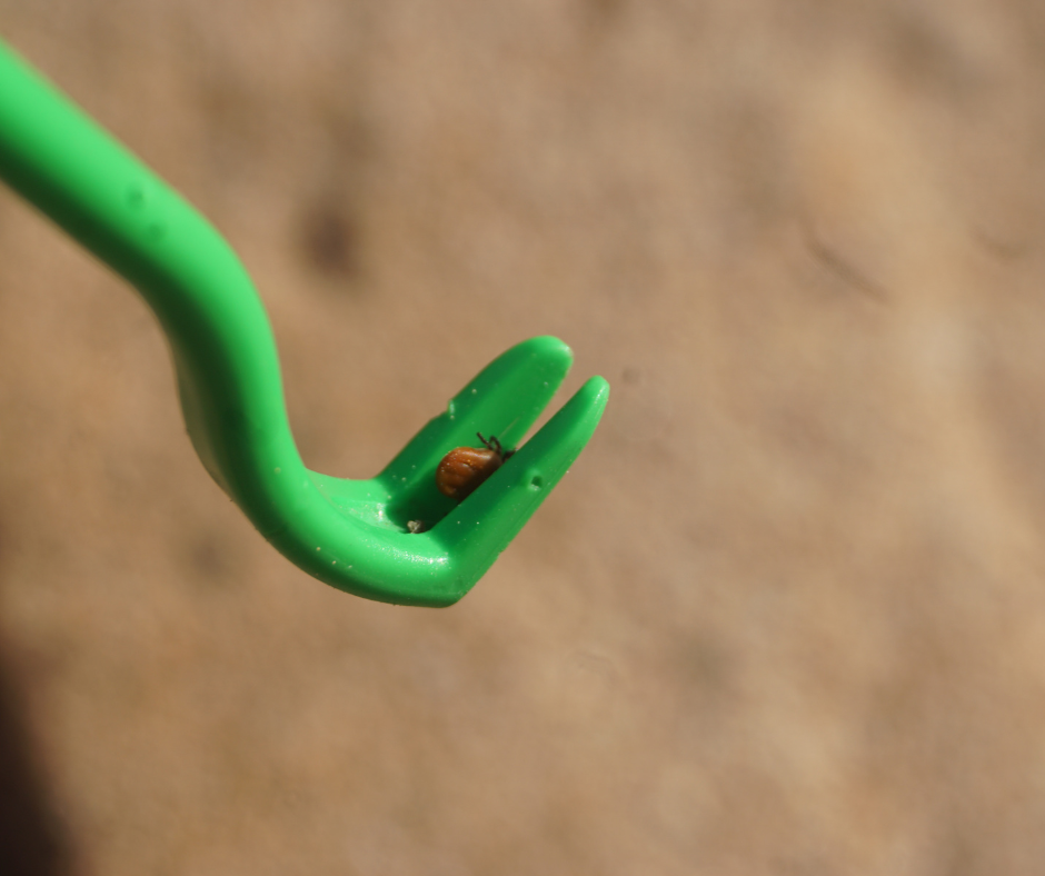 tick hook removal tool