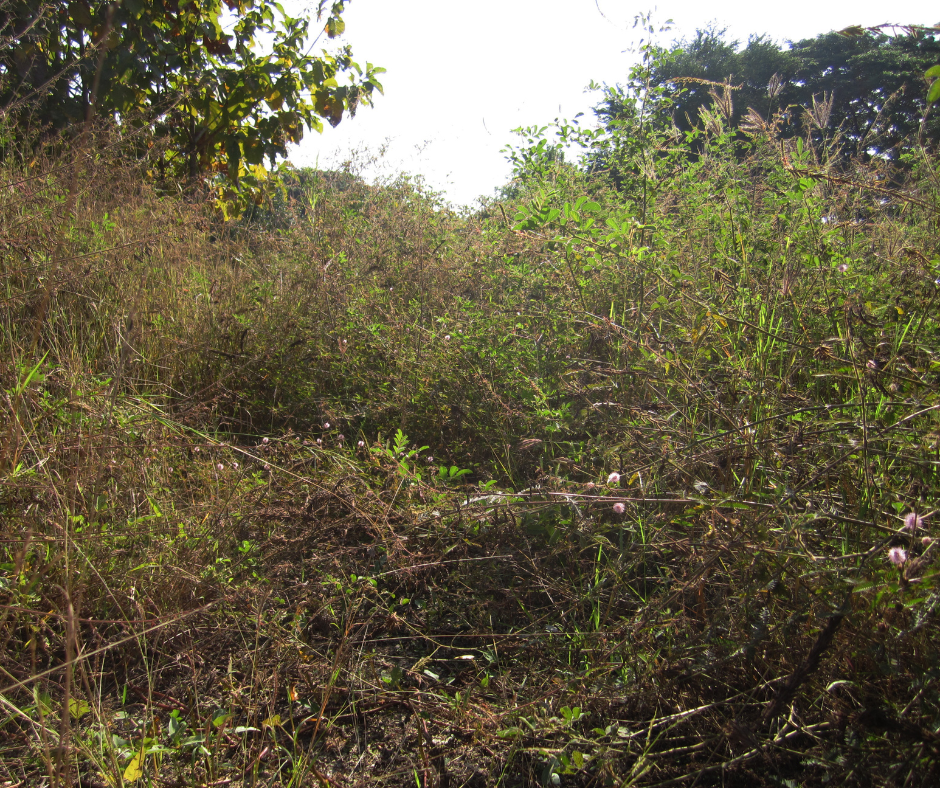 overgrown brush, tick habitat