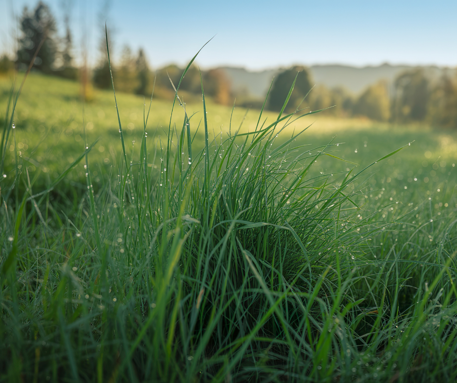 tall grass with dew on it