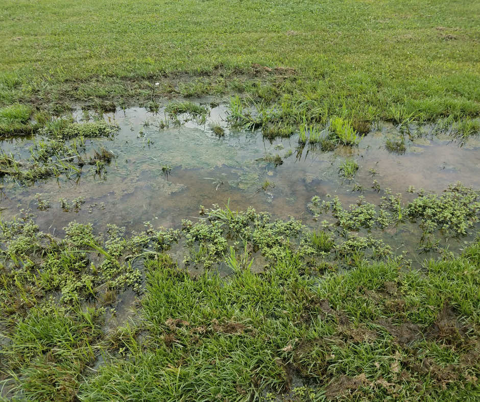 puddles in grass, mushy lawn 