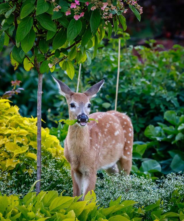 whitetail deer fawn eating plants in suburban backyard