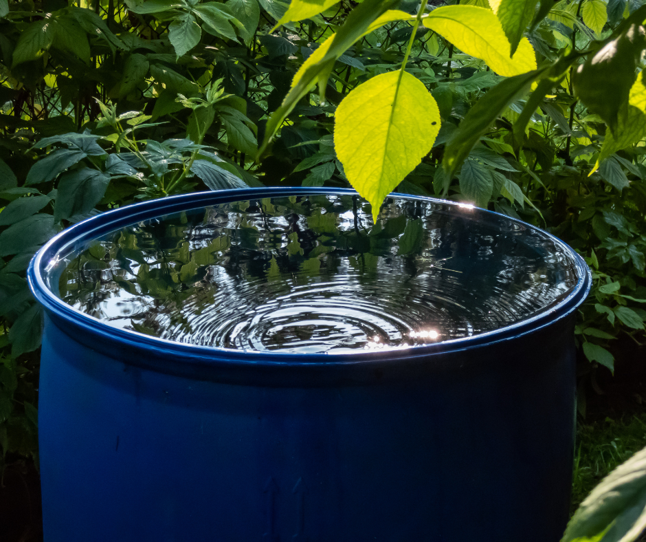 rain barrel 