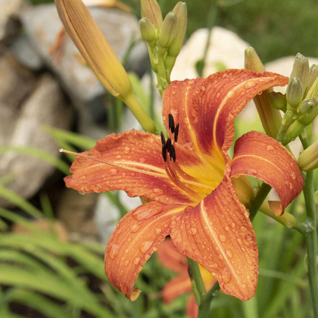 daylily in bloom, untouched by deer
