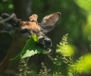 deer activity after harsh winter