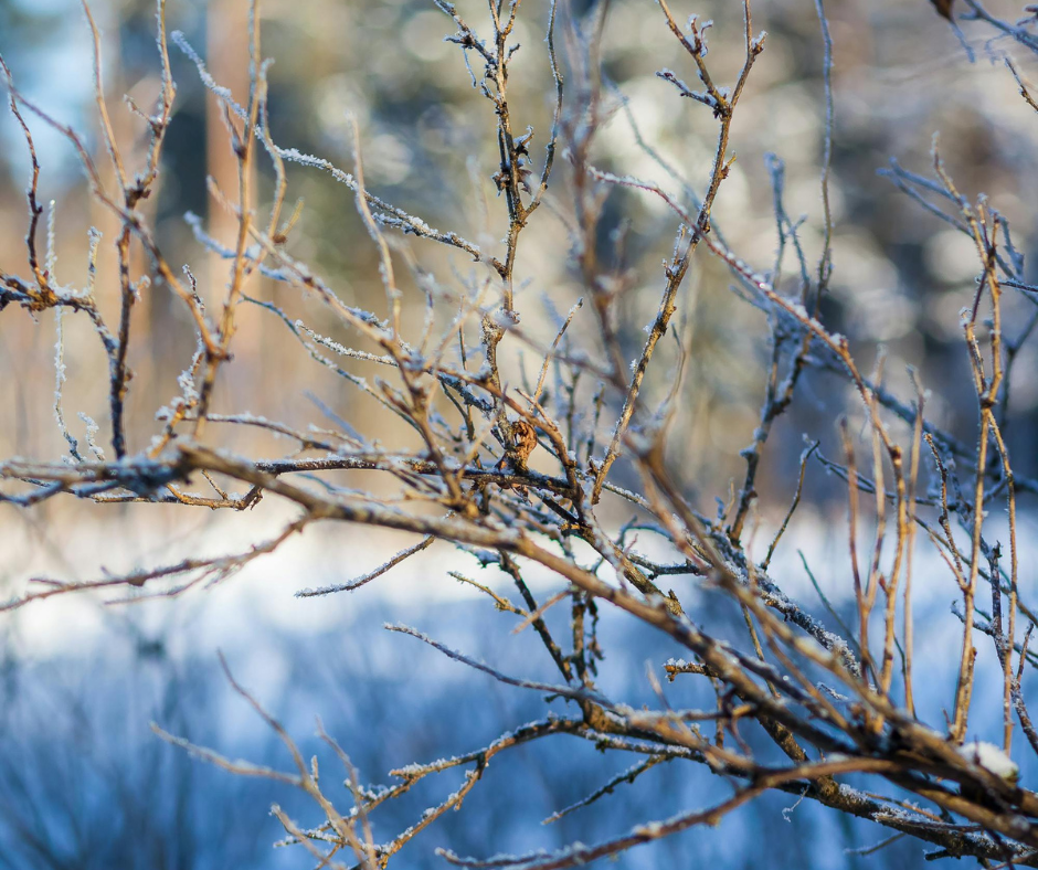 diminished food sources in the woods during harsh winter