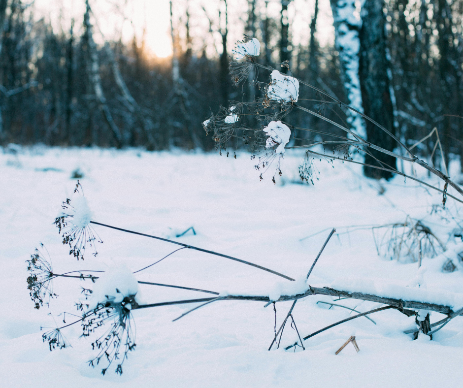 snowfall over plants reducing deer food in woods during winter
