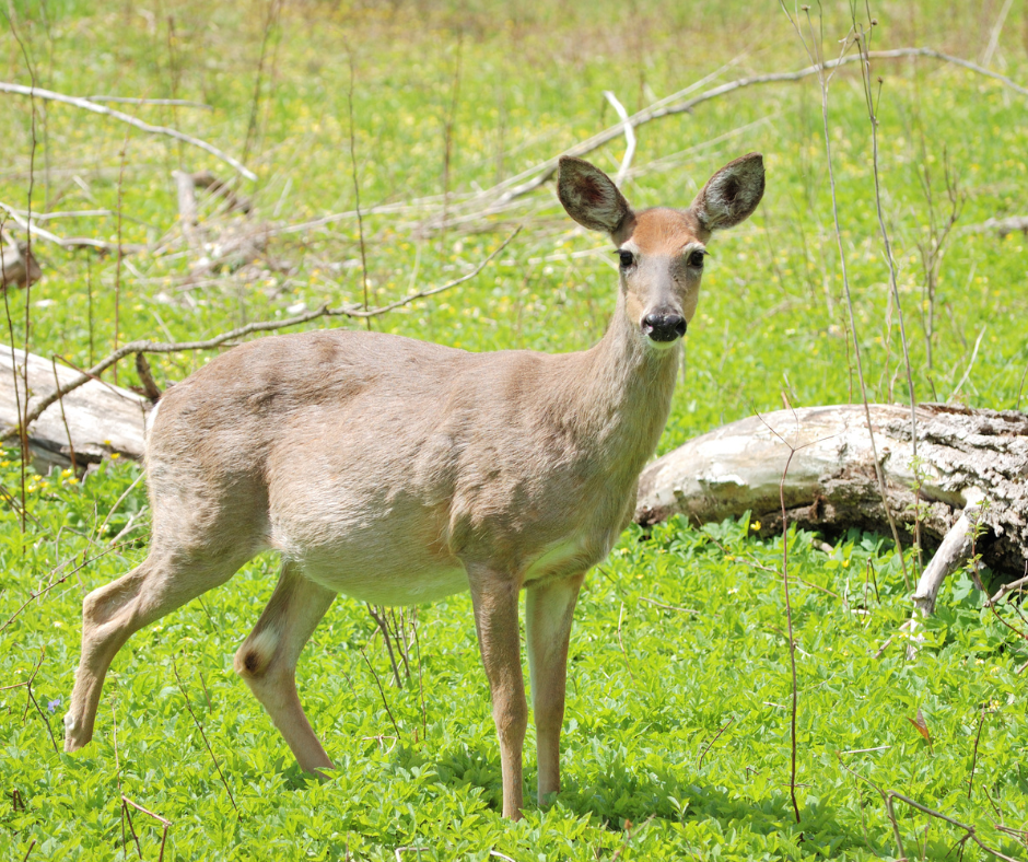 pregnant whitetail doe