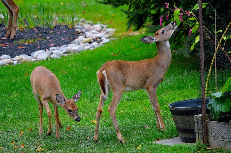 whitetail deer and fawn feeding on backyard plants