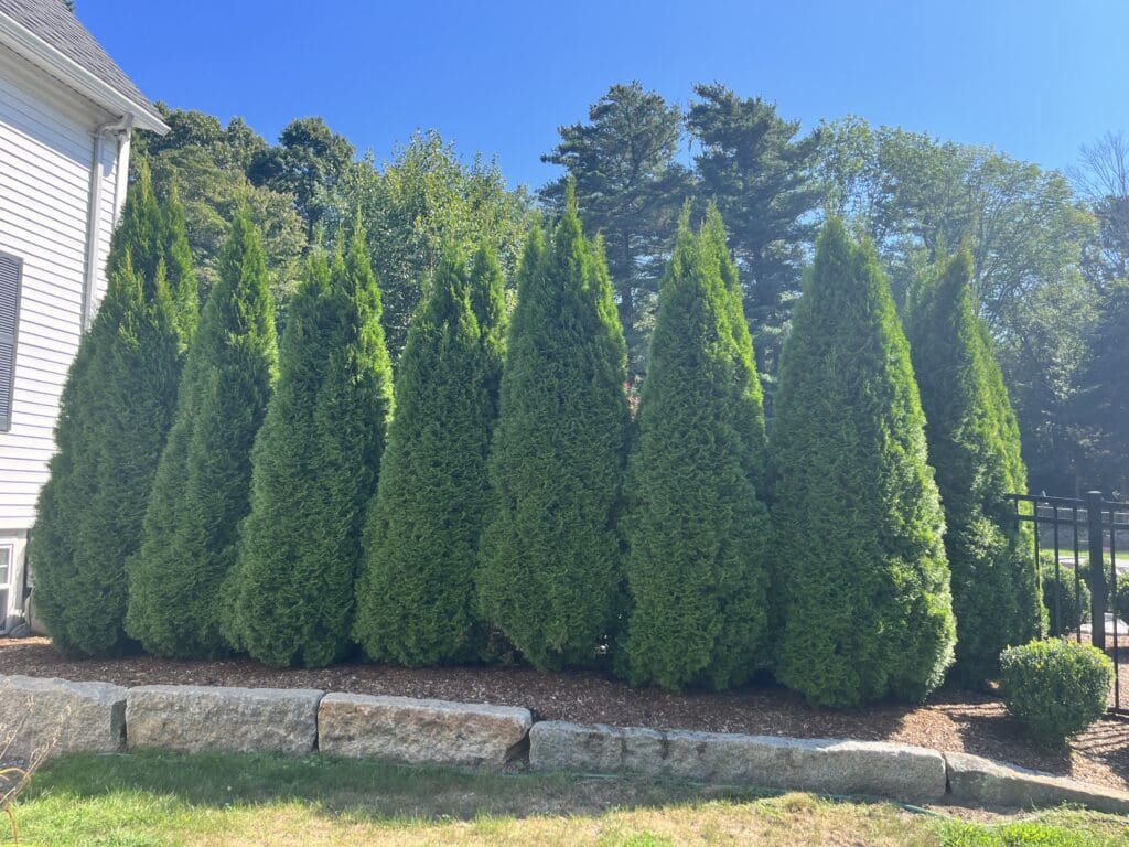 arborvitae untouched by deer