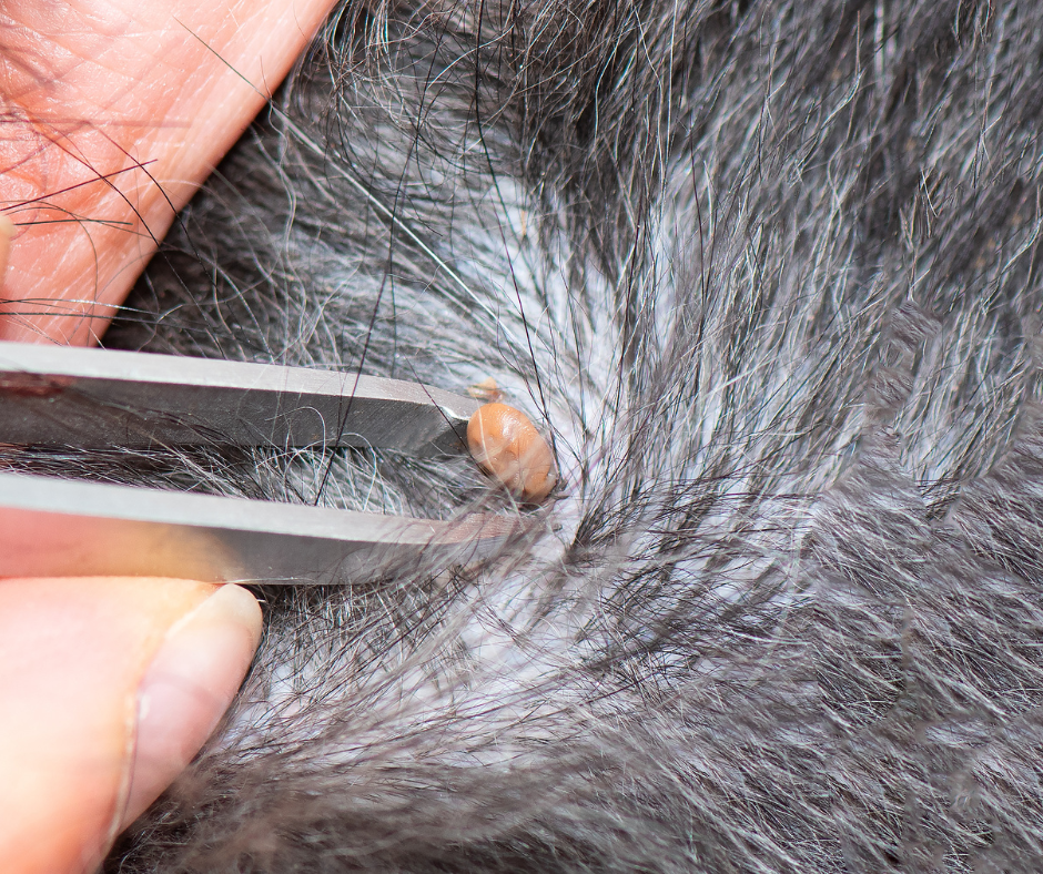 parting dogs fur to remove tick