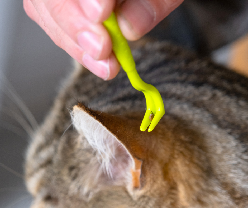 hook tick removal tool gets tick off cat