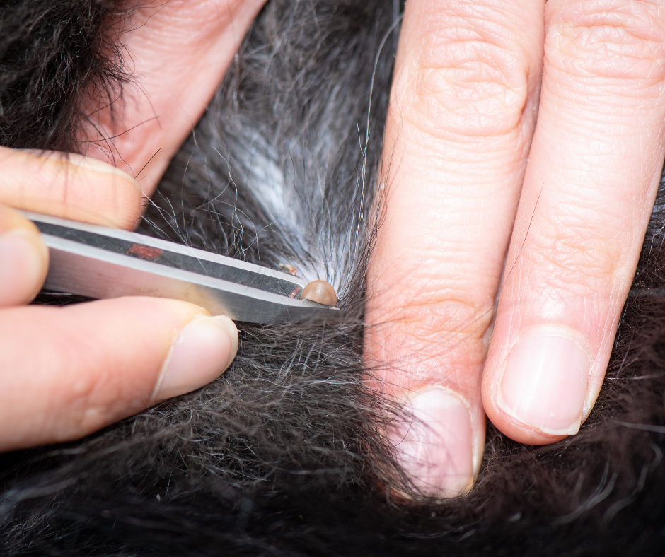 black fur dog with attached tick