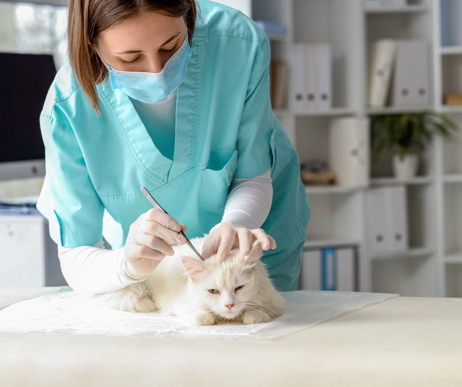 vet removing a tick from a white cat's head