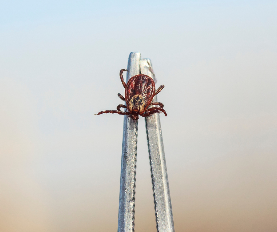 how to safely remove a tick how to remove a tick safely fine tipped tweezers safe tick removal