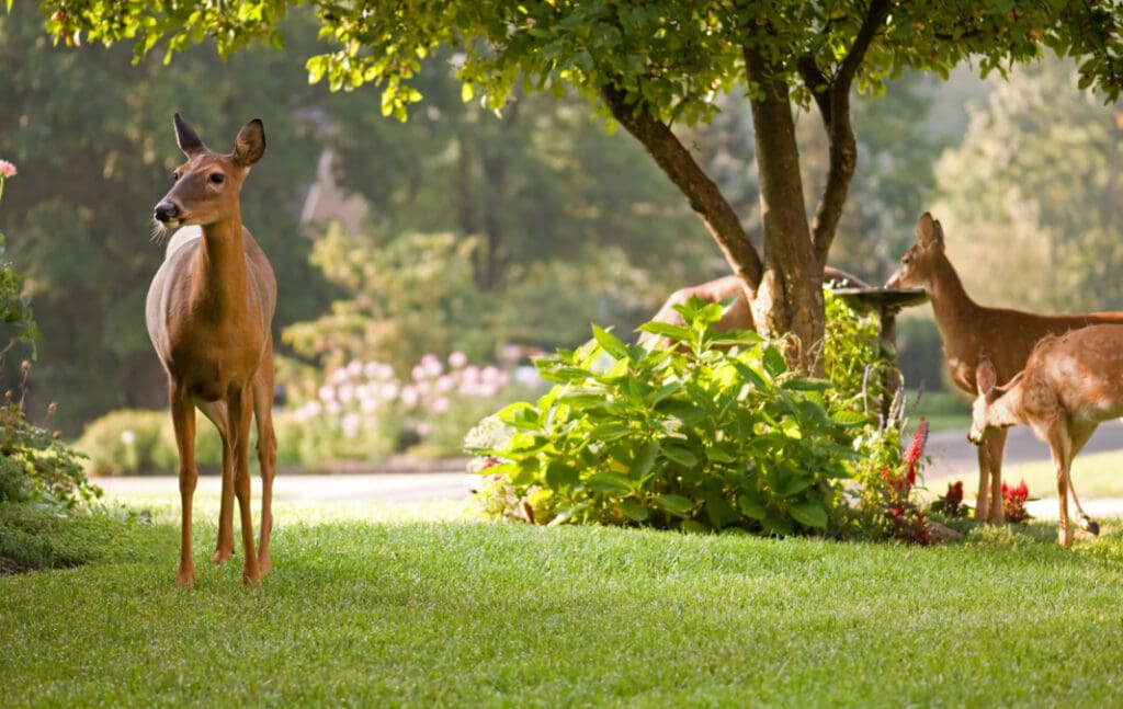 deer eating plants in suburban backyard