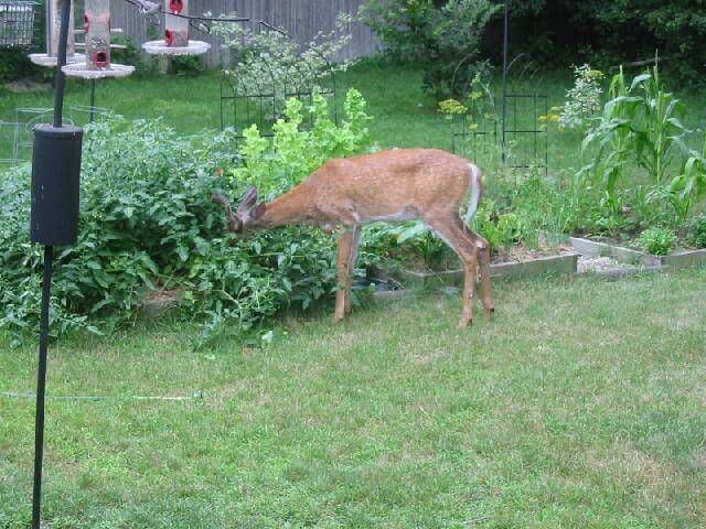 whitetail deer eating backyard garden