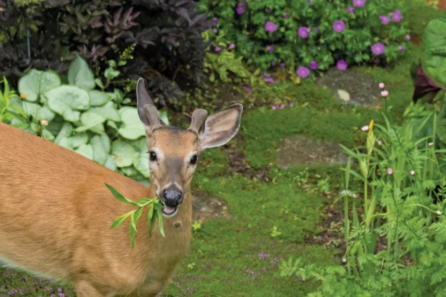 deer buck feeding to aid antler regrowth