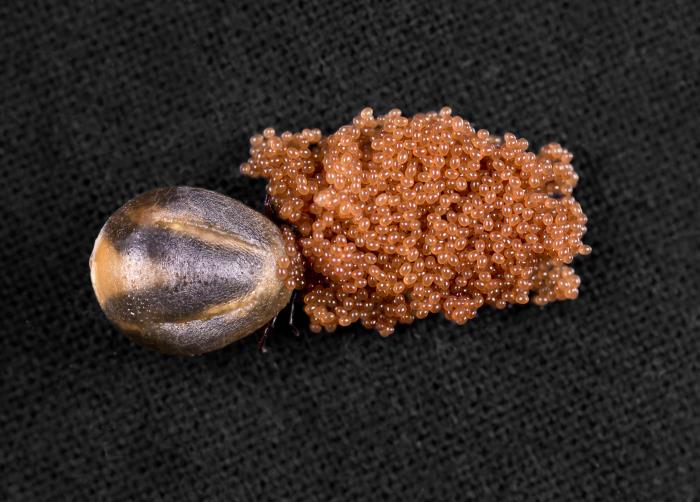 tick nest CDC photo tick eggs 