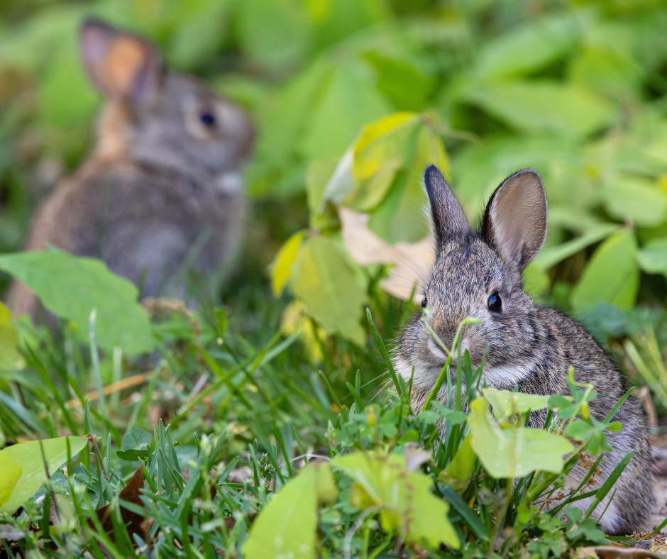 rabbits eating grass 