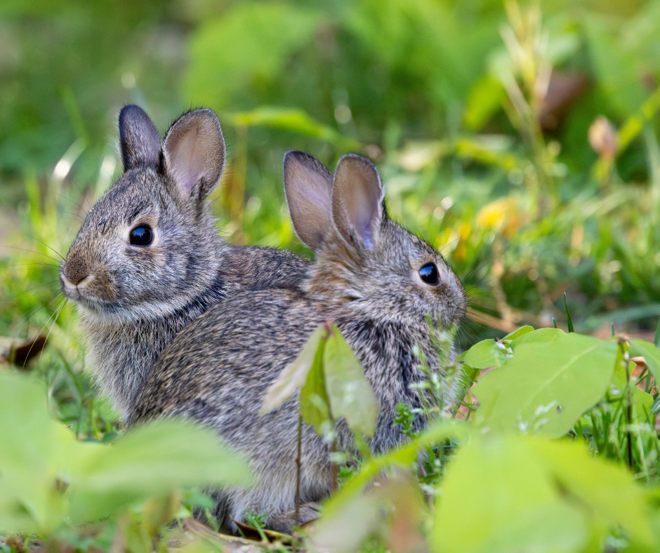 baby rabbits together 