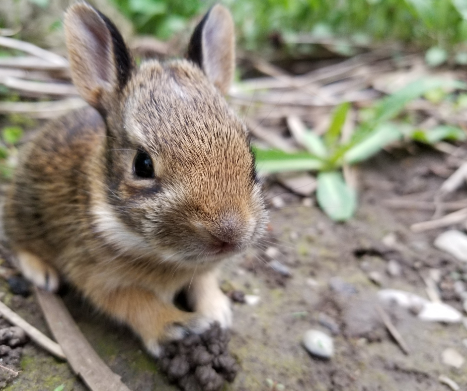 baby rabbit exploring
