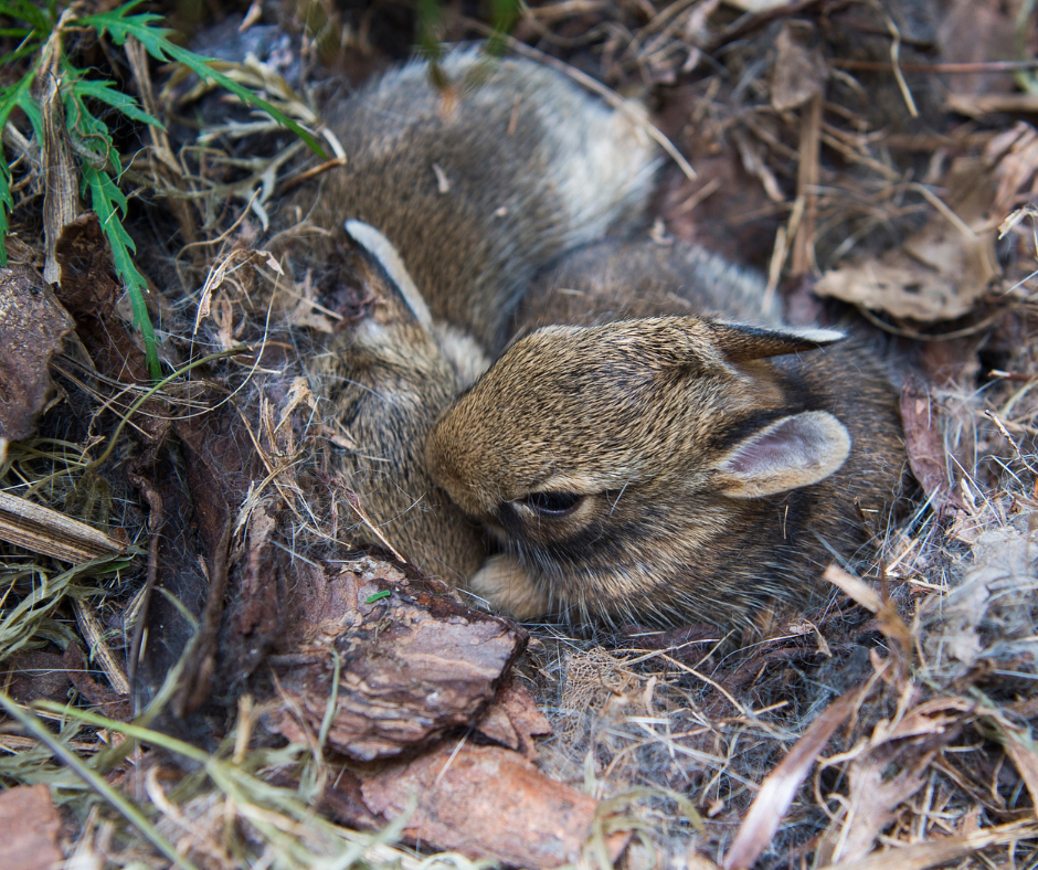 baby rabbits cuddling in nest