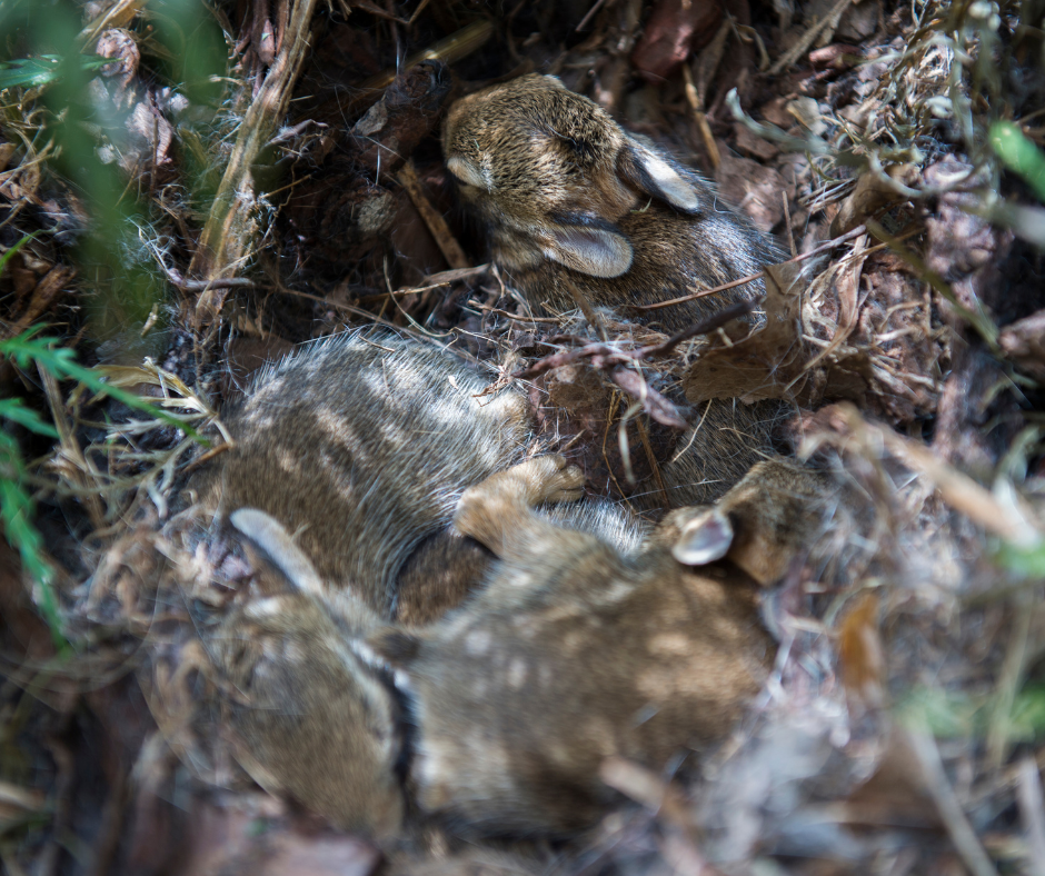wild rabbit nest, rabbit litter  