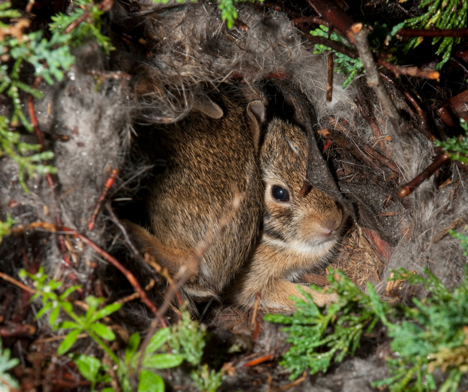 rabbits in nest, flash photo  