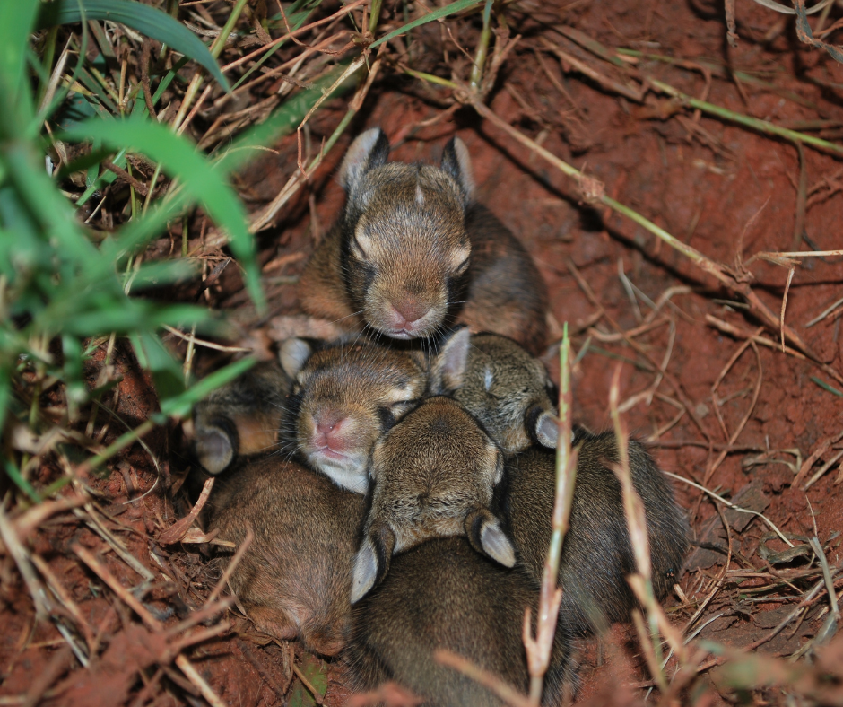 baby rabbits with their eyes closed in den 