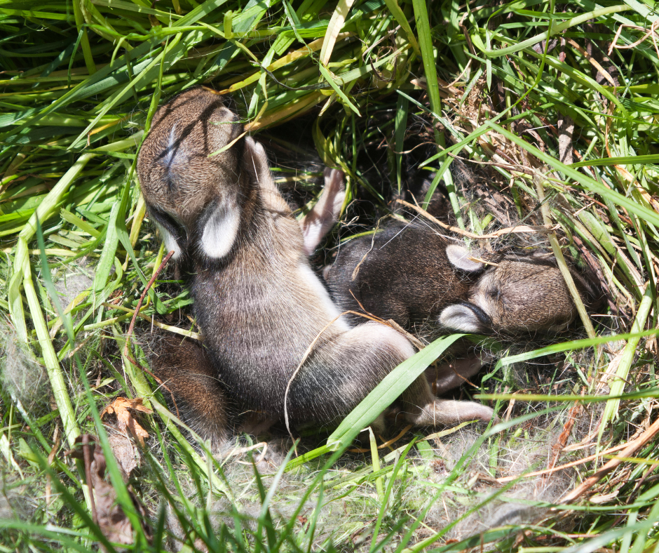 baby rabbits eyes closed 