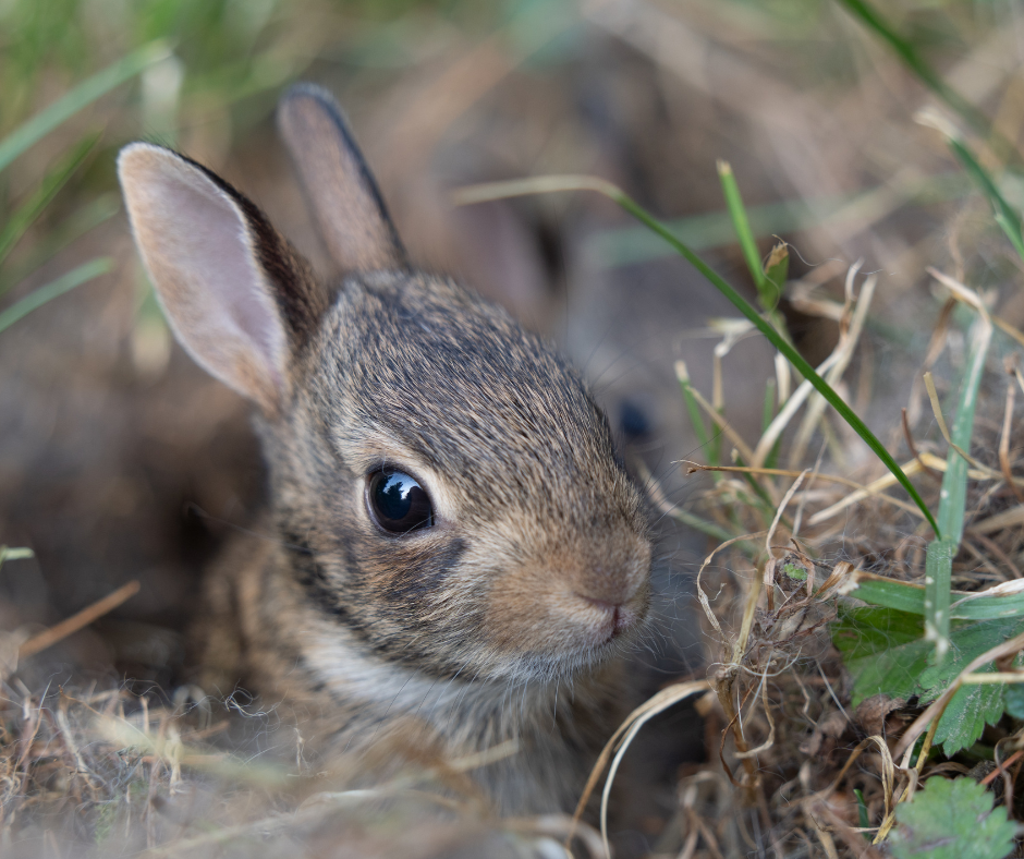 baby rabbit peeking out of nest 