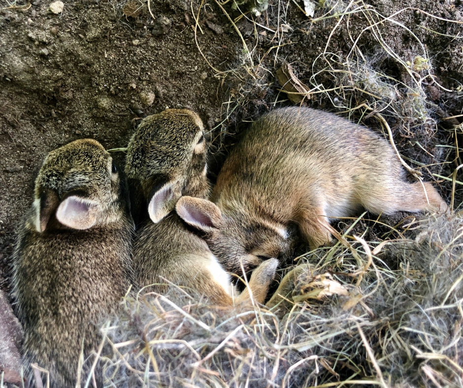 rabbit nest in drt 