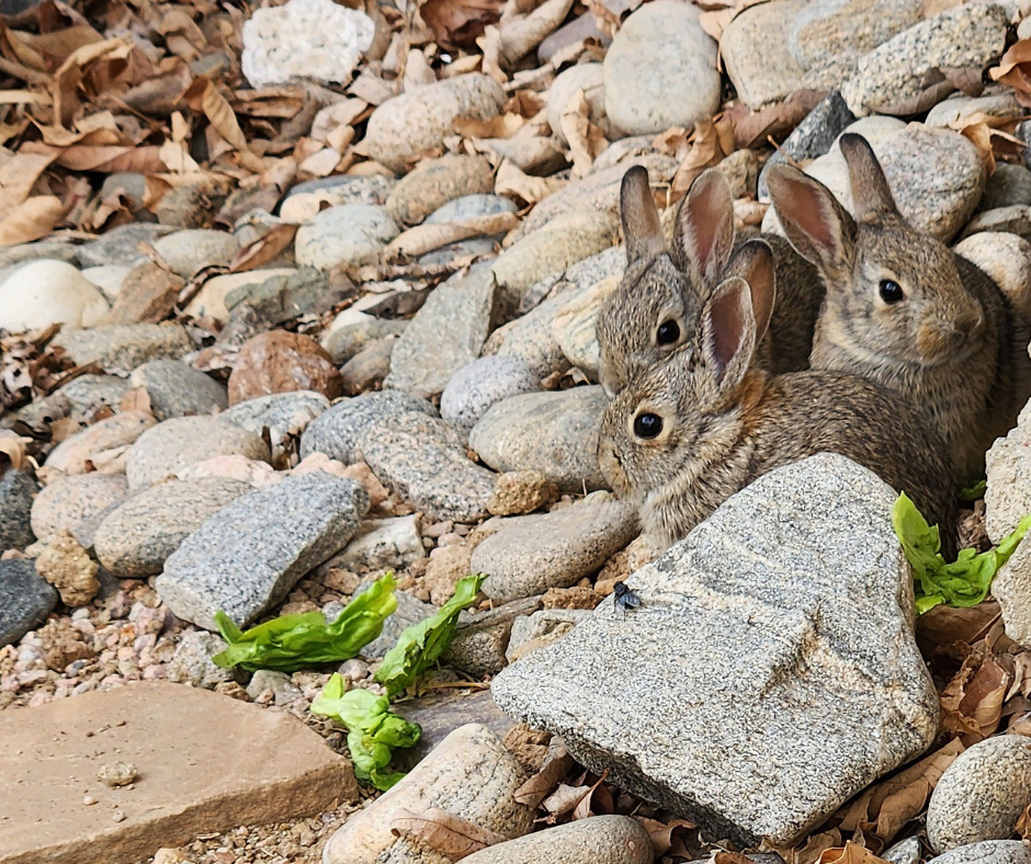 three baby rabbits together
