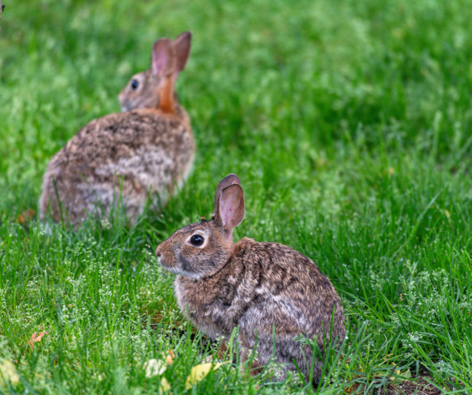 rabbits in yard 