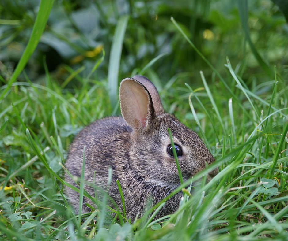 baby rabbit in the grass