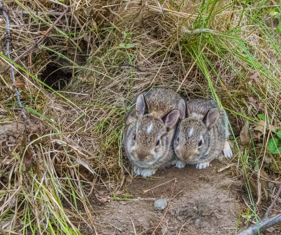 rabbits outside nest 