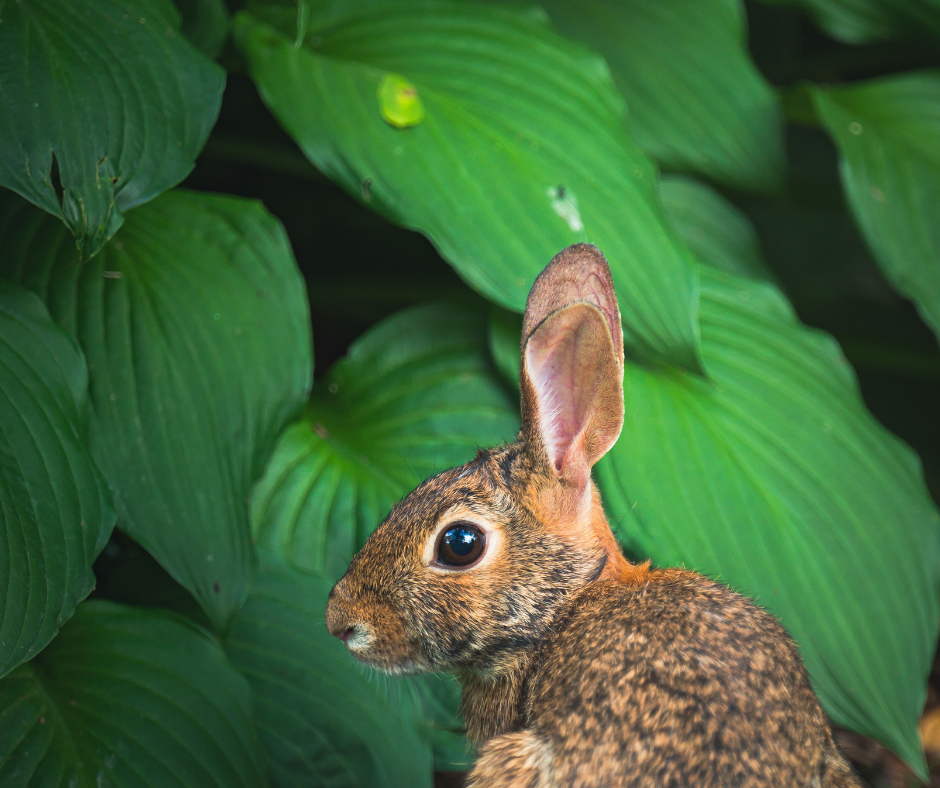 rabbit next to hosta 