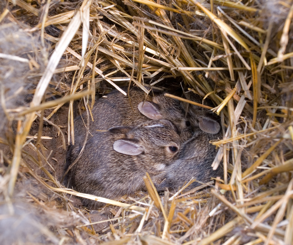 how many babies do rabbits have, baby rabbits in rabbit nest