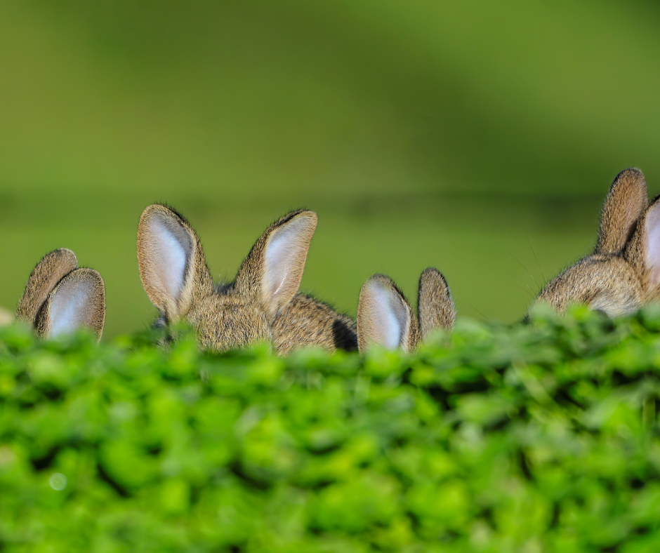 rabbit ears 