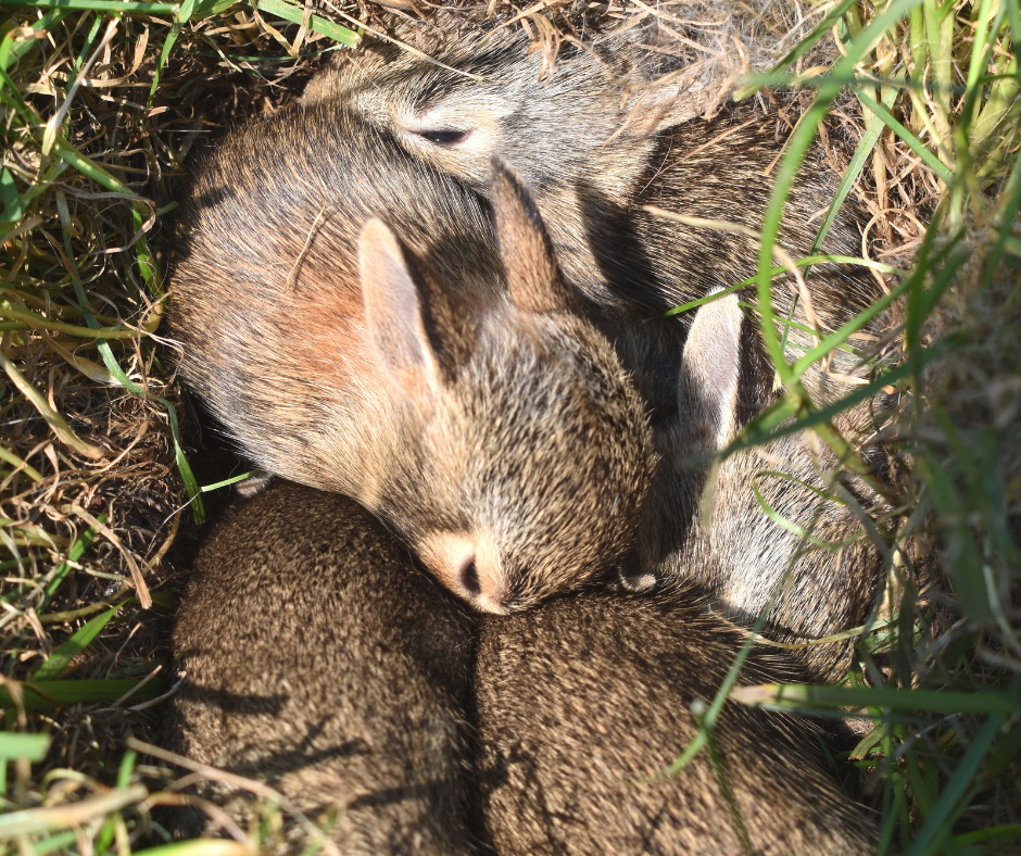 rabbit nest with baby rabbits cuddling 