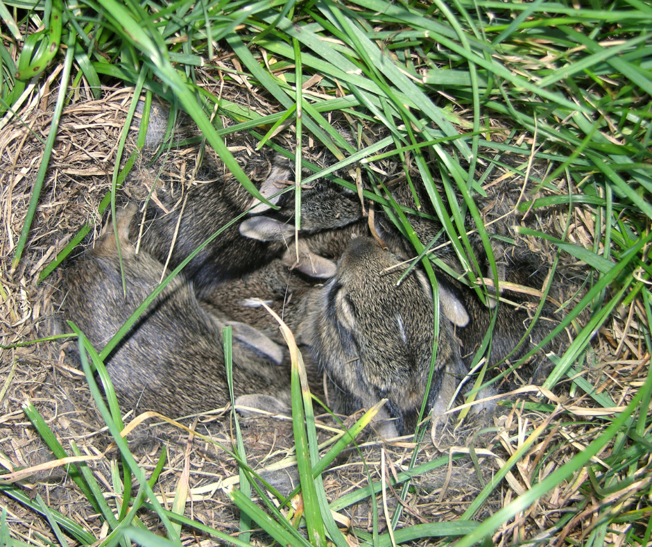 how many babies do rabbits have, baby rabbits in nest
