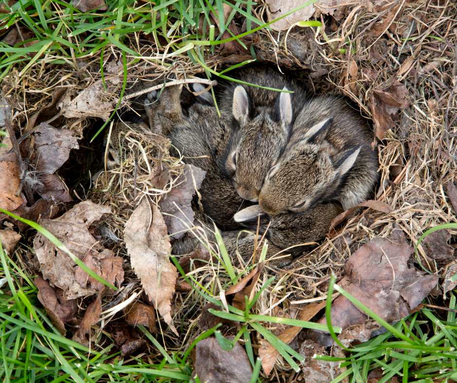 rabbit nest 