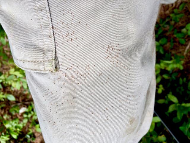 seed ticks on pant leg outside 