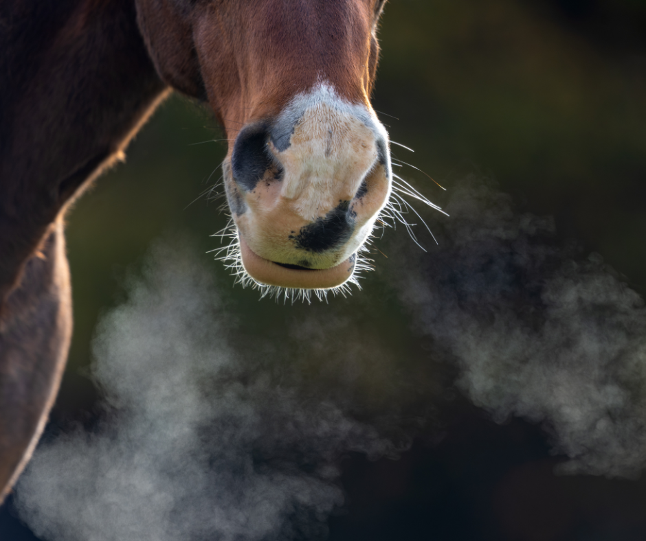 horse breathing carbon dioxide 